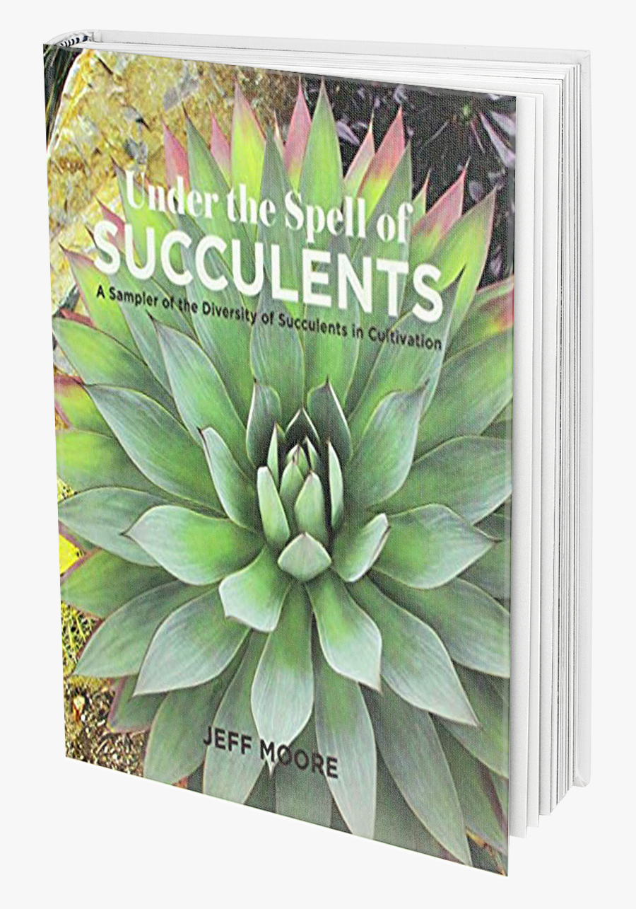 Kalanchoes, And Related Plants - Agave, Transparent Clipart