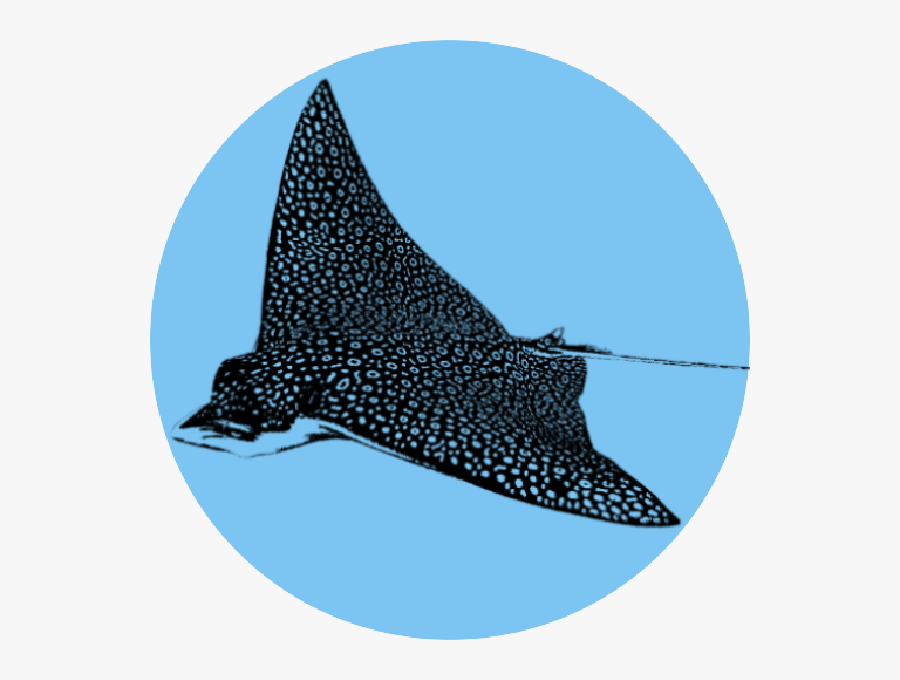 Deefer Diving Carriacou - Freshwater Whipray, Transparent Clipart