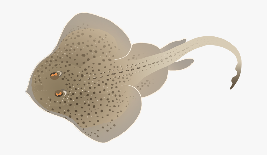 Little Skate - Freshwater Whipray, Transparent Clipart