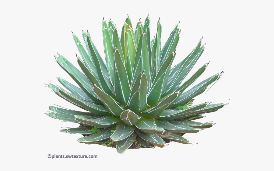 Houseplant - Agave Plant Png, Transparent Clipart