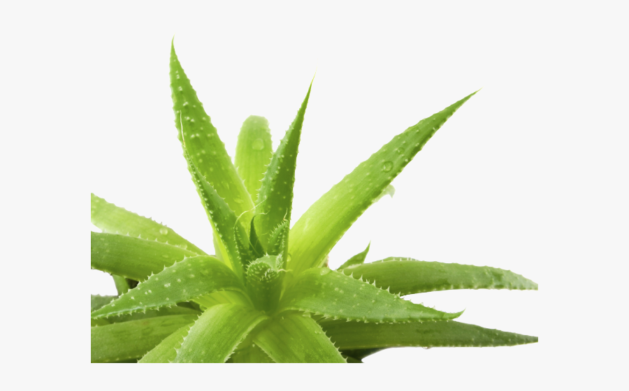 2 Aloe Vera, Transparent Clipart