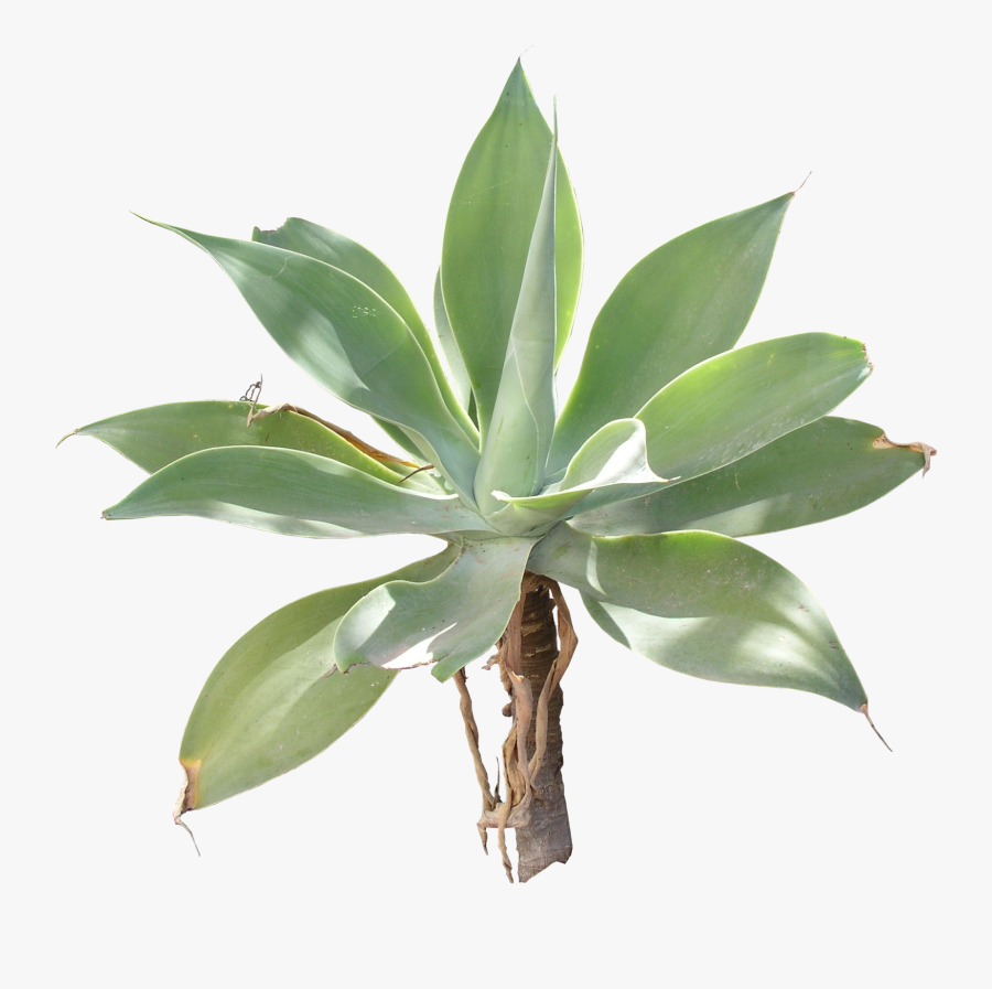 Portable Network Graphics, Transparent Clipart