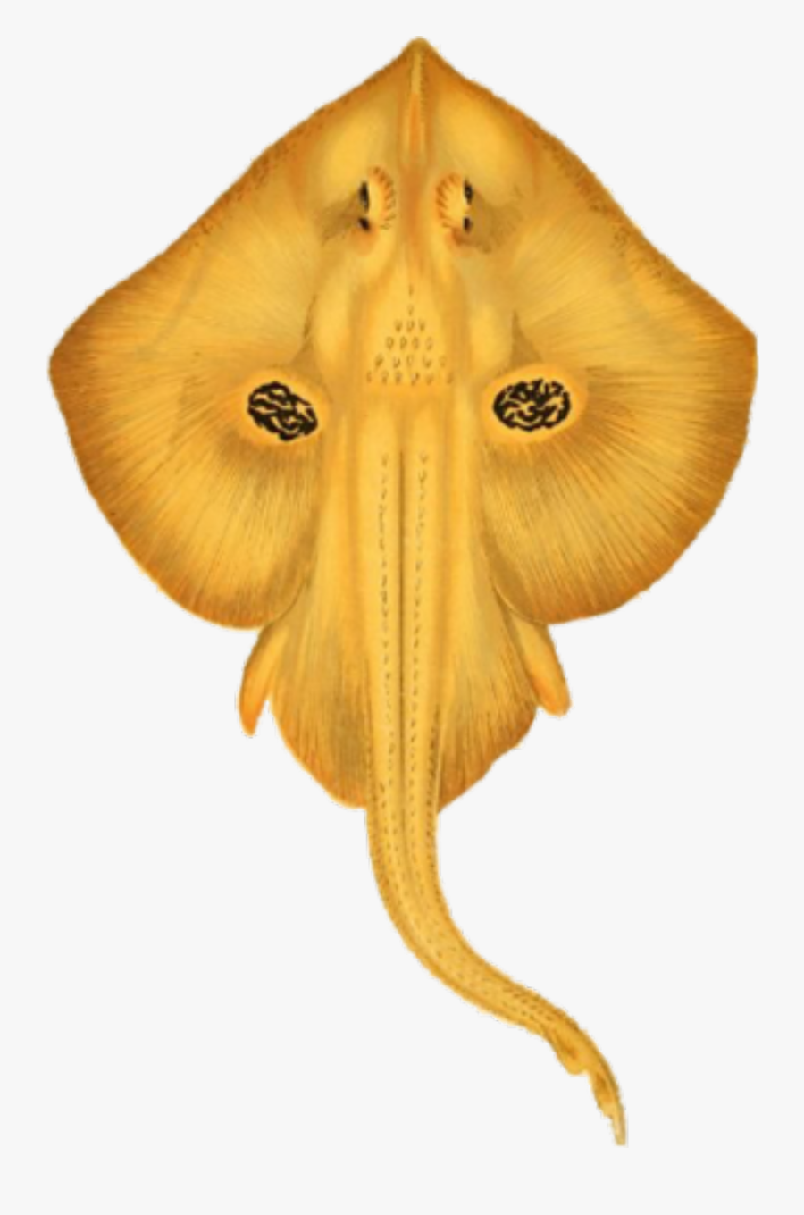 Fish, Transparent Clipart