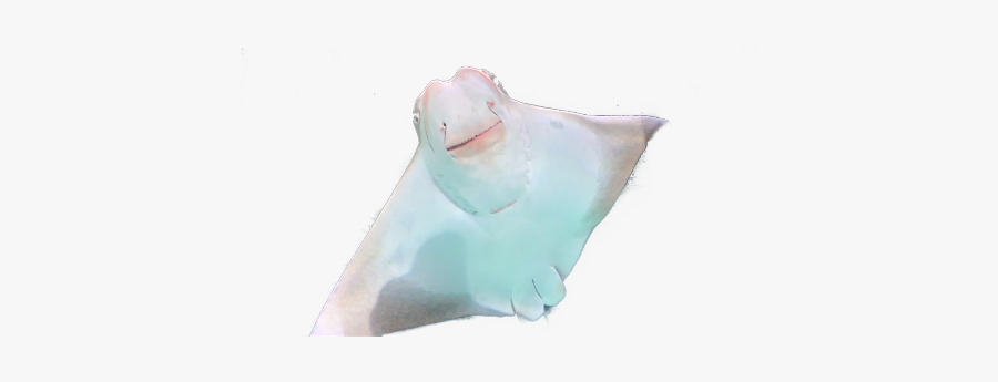 Stingray, Transparent Clipart