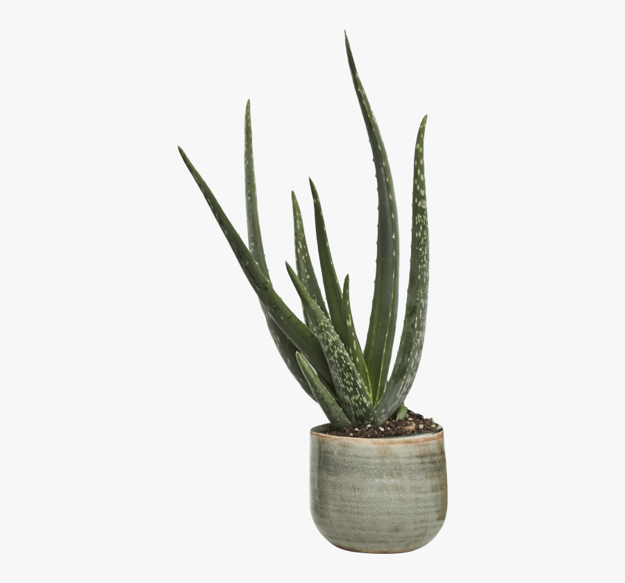 Plant,agave Plant - Aloe Vera Plant Transparent, Transparent Clipart