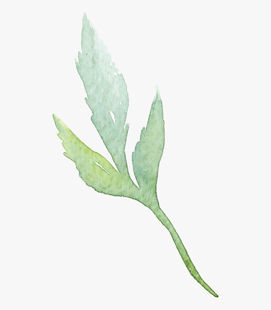 Flowers Watercolour Flowers Watercolor Painting - Agave, Transparent Clipart