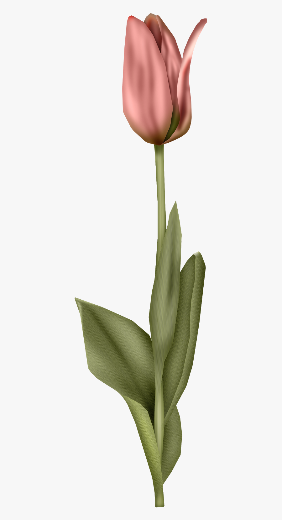 Agave, Transparent Clipart