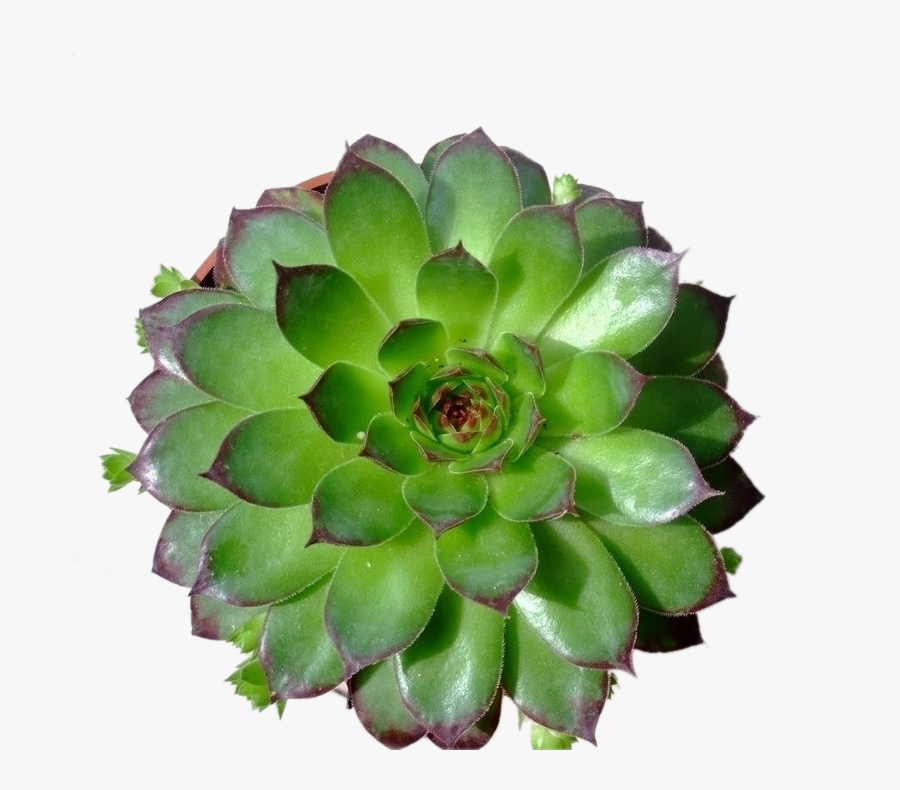Clip Art Plana Dicotyledon Planta Suculenta - Common Houseleek, Transparent Clipart