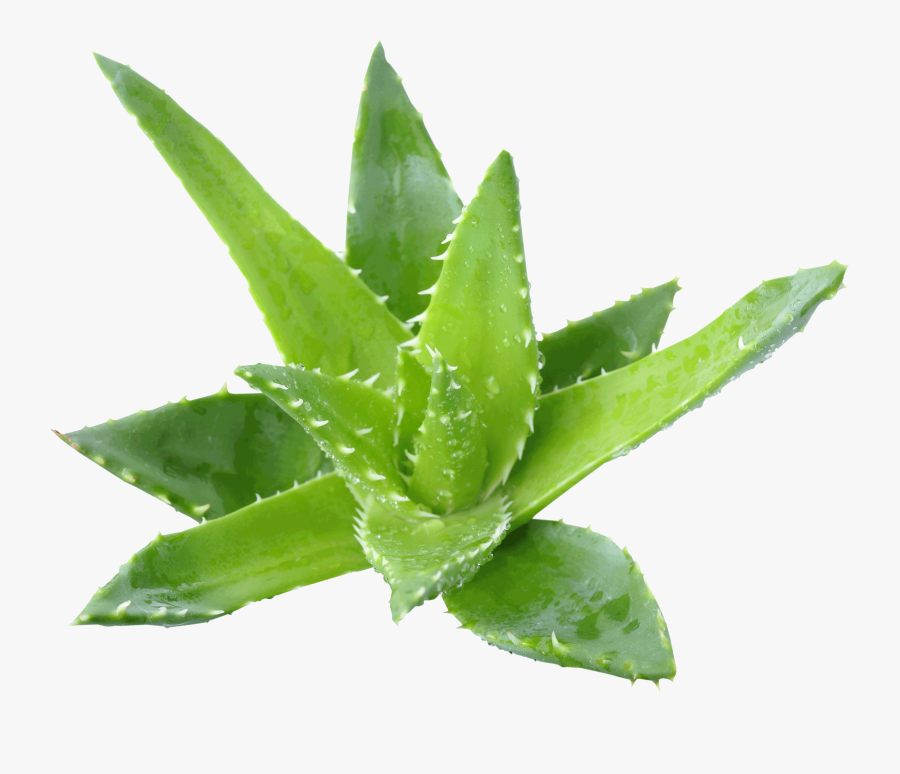 Aloe Vera Plant Transparent, Transparent Clipart