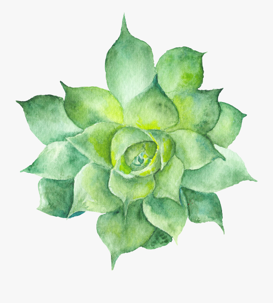 Echeveria - Transparent Succulent Watercolor Png, Transparent Clipart