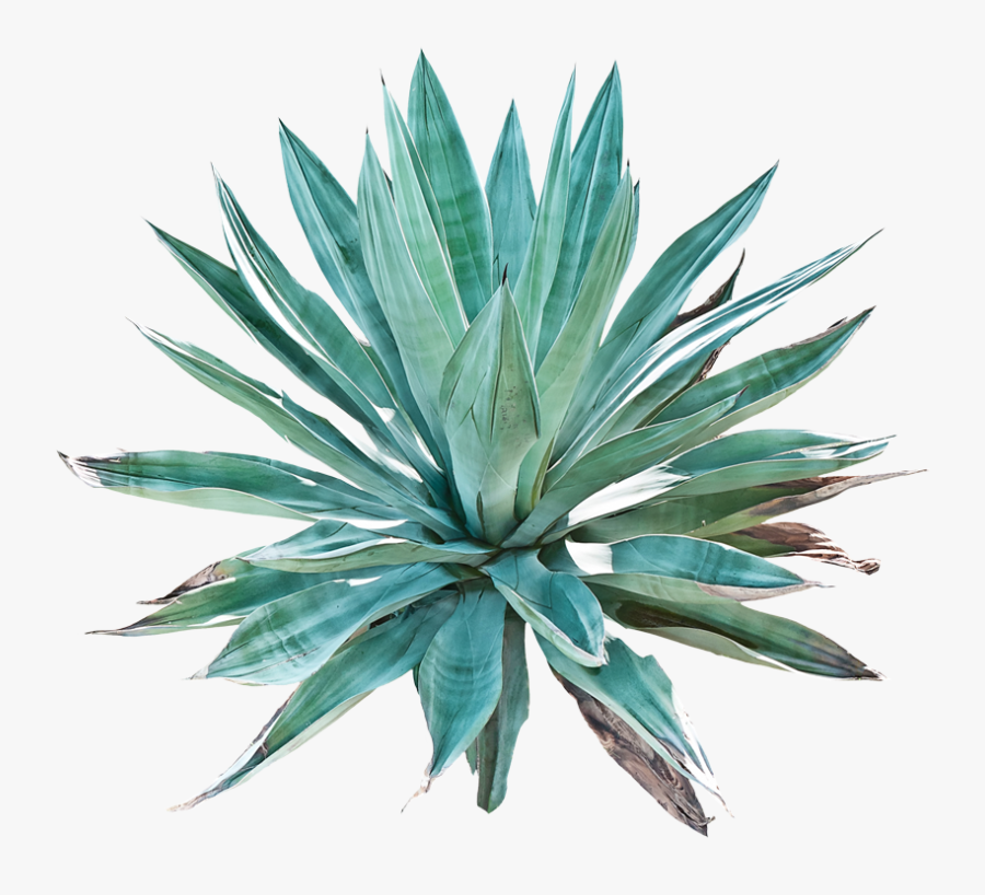 Agave - Tequila Tasting Score Card, Transparent Clipart