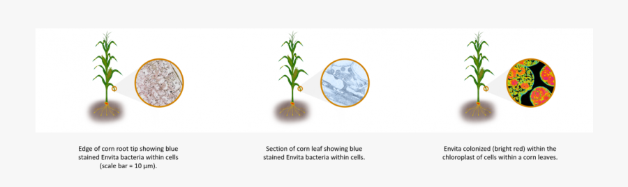 Transparent Corn Plant Png - Tree, Transparent Clipart