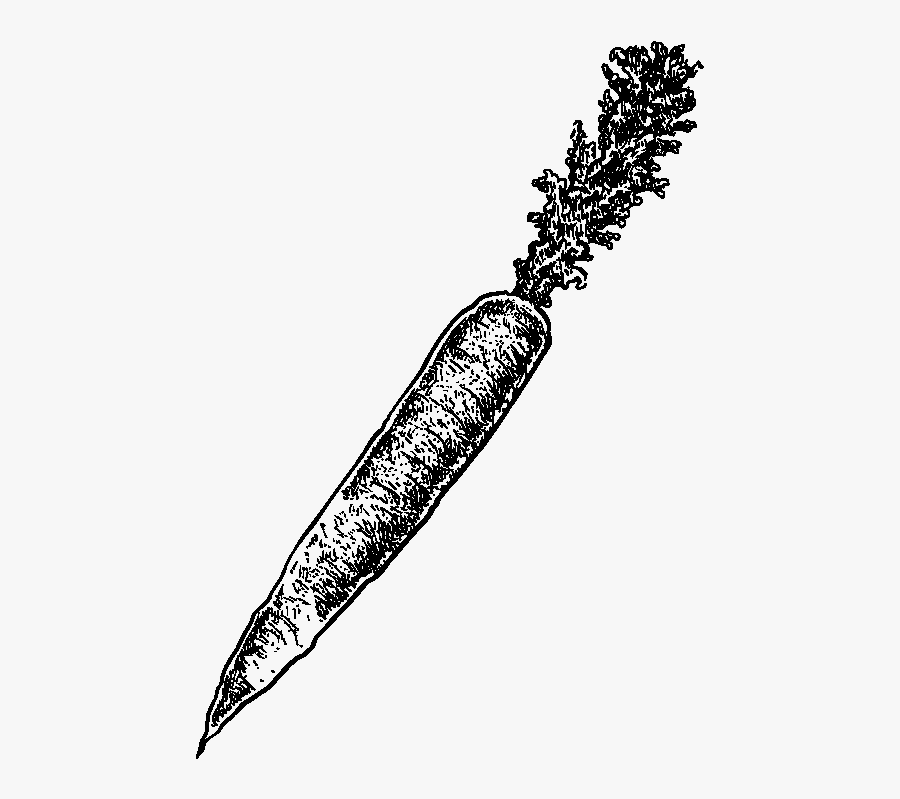 Carrot, Transparent Clipart