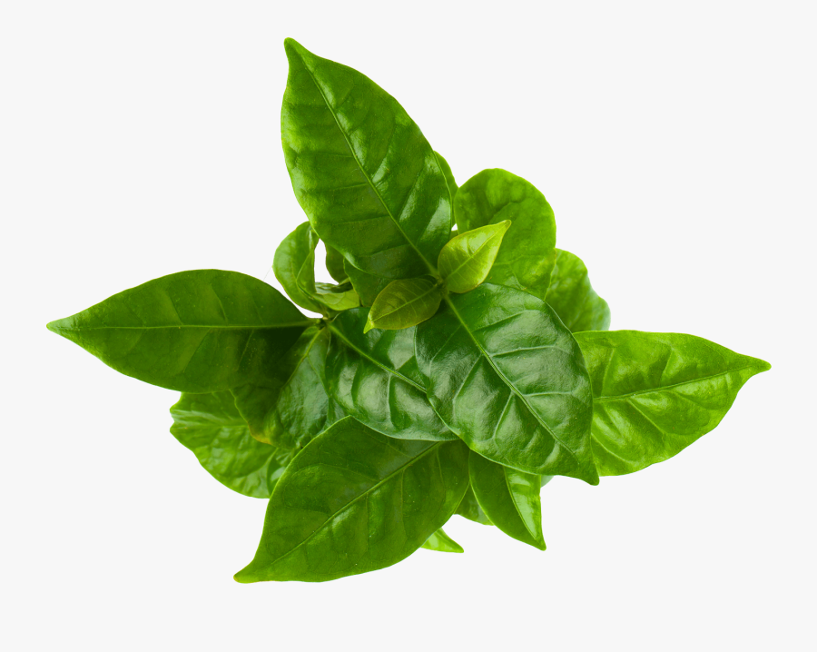 Peace Naturals Cannabis Plant Stages - Plant On Top Png, Transparent Clipart