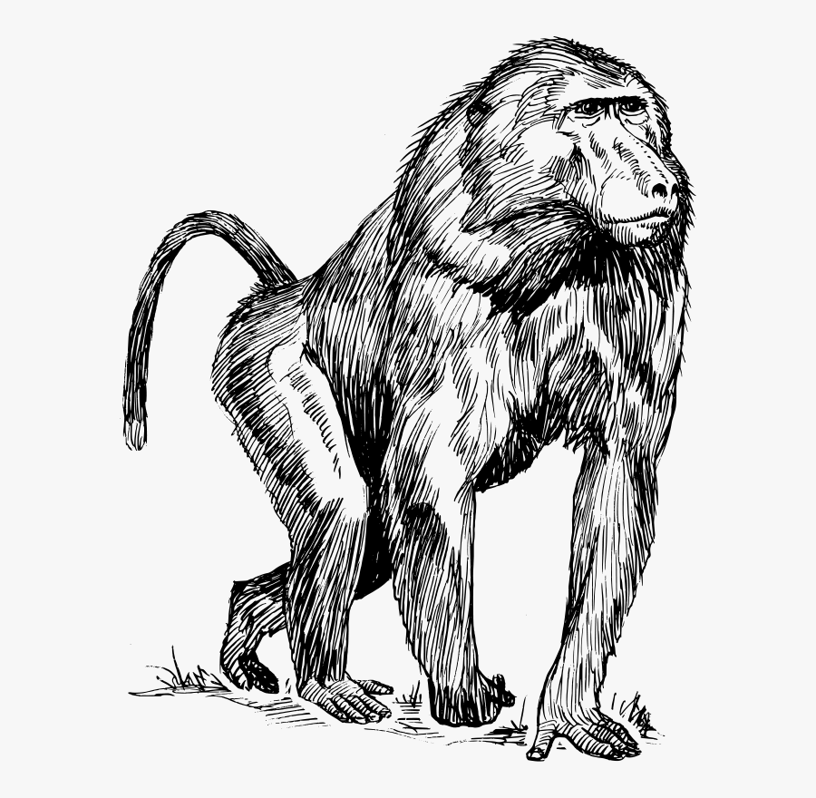 Baboon - Baboon Black And White, Transparent Clipart