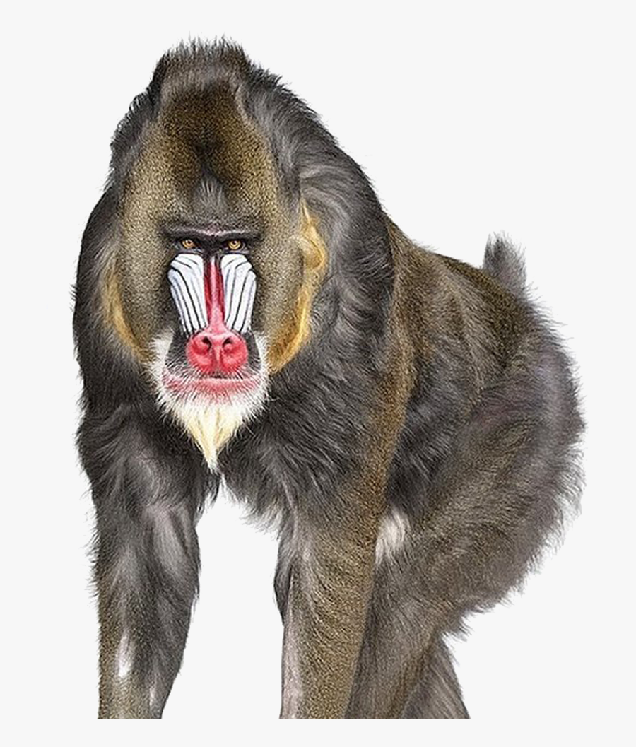 Baboon Png Image - Andrew Zuckerman, Transparent Clipart