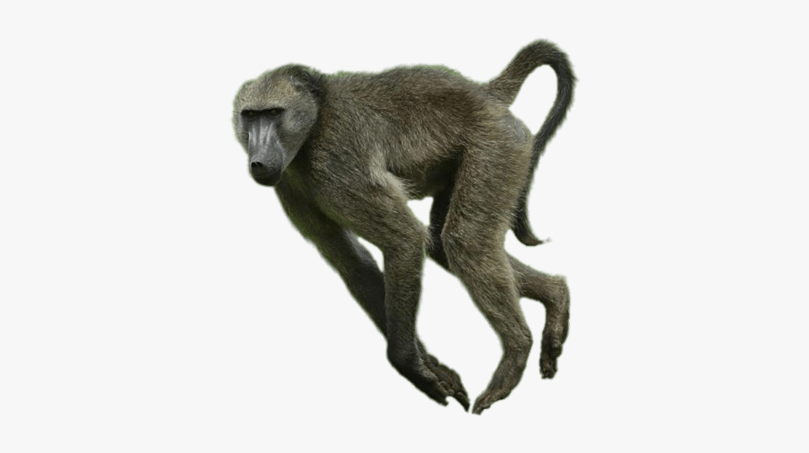 Running Baboon - Baboon Png, Transparent Clipart