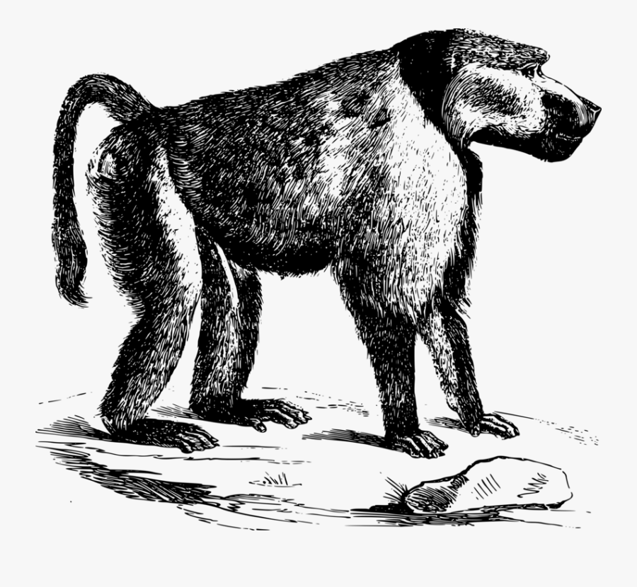 Wildlife,fur,primate - Drawing Of African Animals Baboon, Transparent Clipart