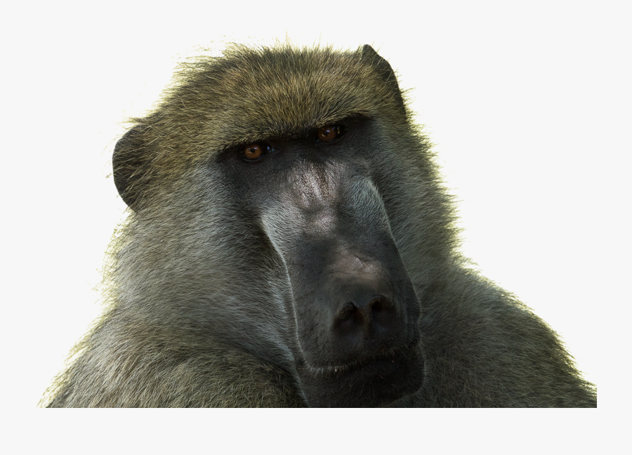 Baboon Png Transparent Images - Baboon, Transparent Clipart