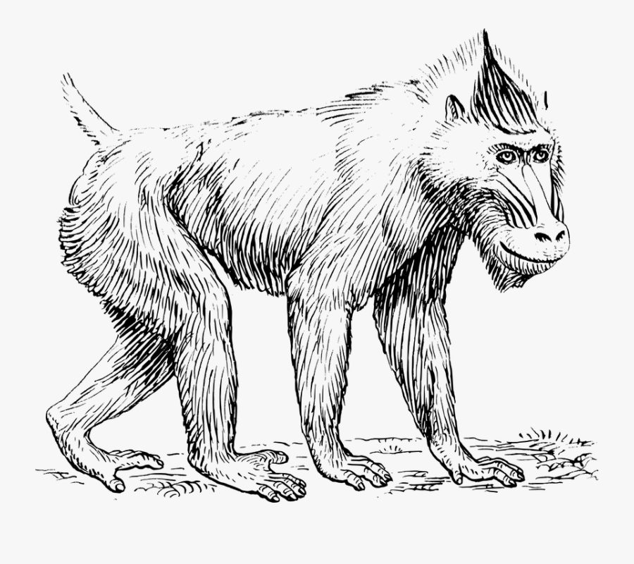 Line Drawing Of Mandrill, Transparent Clipart