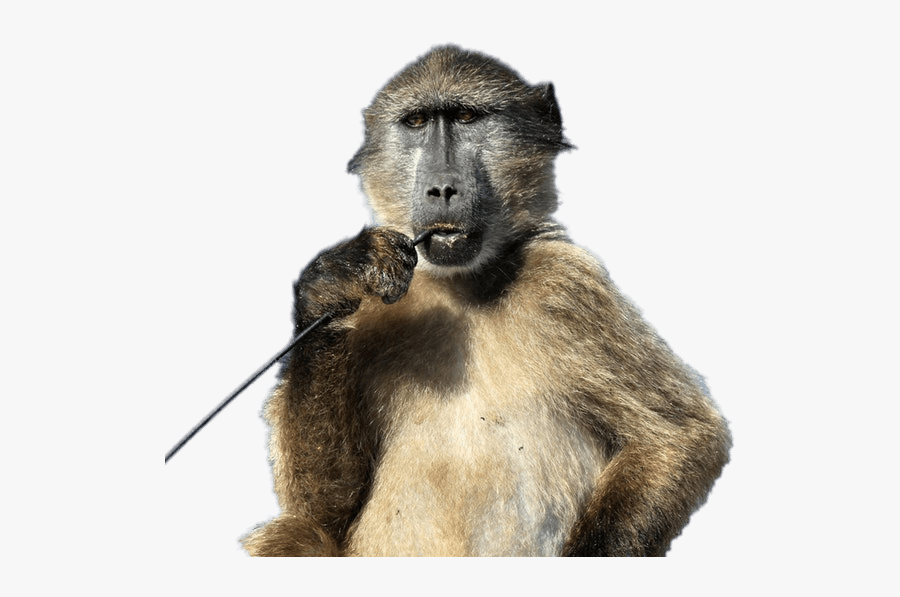 Baboon With Stick In His Mouth - Baboon Png, Transparent Clipart