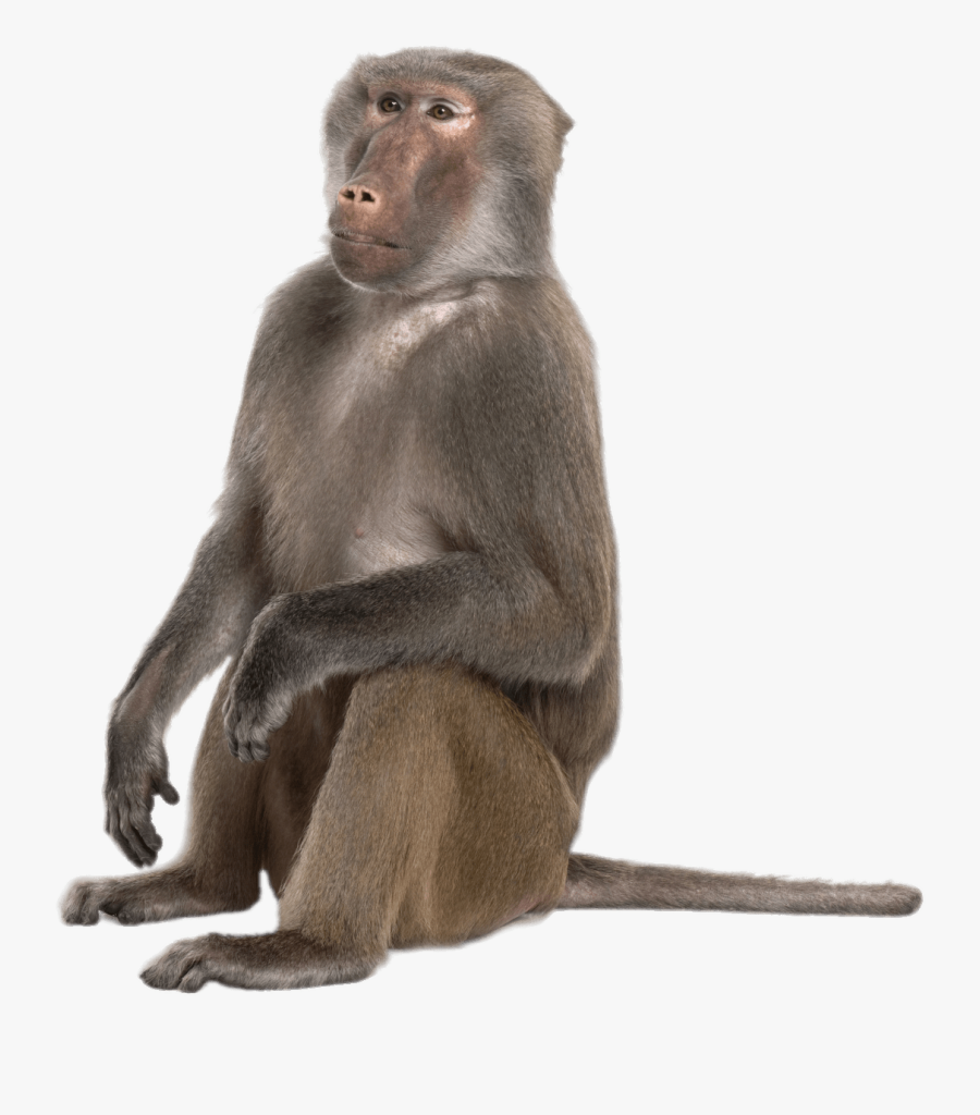Sitting Baboon - Baboon Png, Transparent Clipart