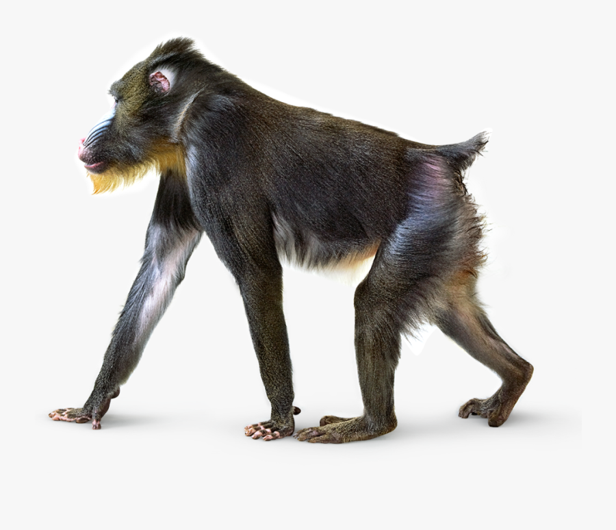 Baboon Png Image Background - Monkey Photo Transparent Background, Transparent Clipart