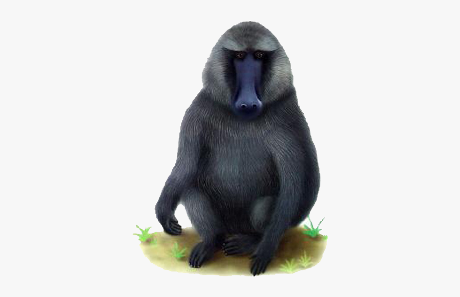 Baboon Png Transparent Images - Mandrill, Transparent Clipart