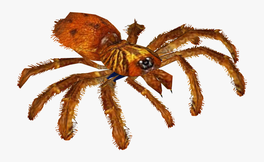 Orange Baboon Tarantula - Cobalt Blue Tarantula Transparent, Transparent Clipart