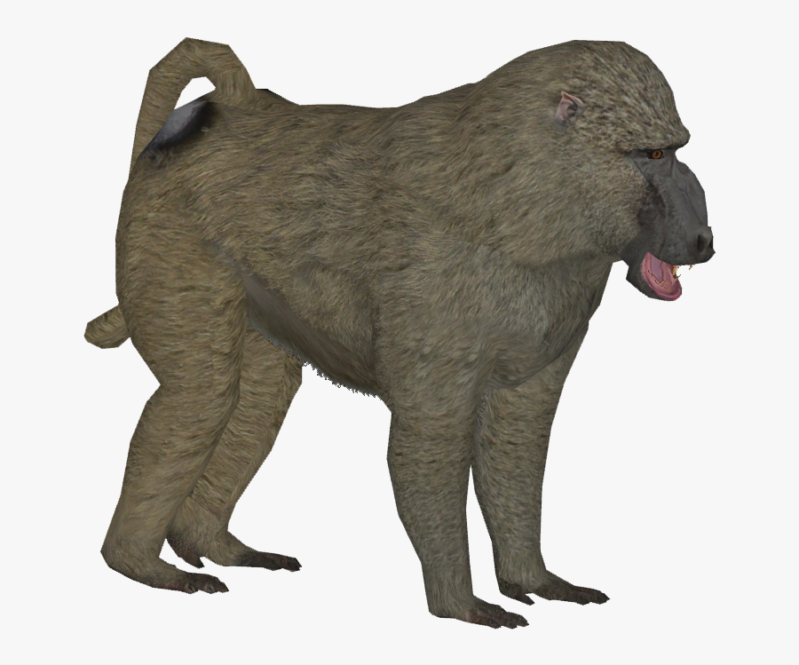 Olive Baboon M - Baboon Png, Transparent Clipart