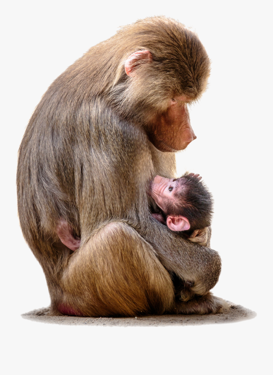 Baboon With Baby Png File - Baboon Png, Transparent Clipart