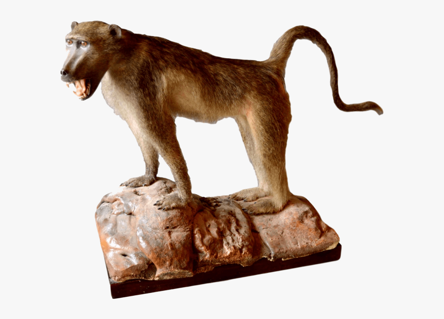 Baboon Png Transparent Images - Baboon, Transparent Clipart
