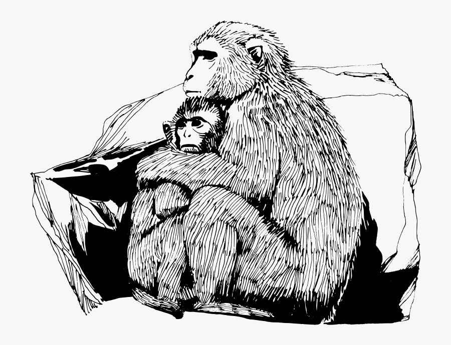 Free Macaque - Drawing Monkeys With Baby, Transparent Clipart