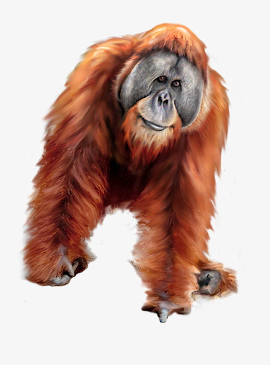 Orangutan Red Clipart - Orangutan Clipart, Transparent Clipart