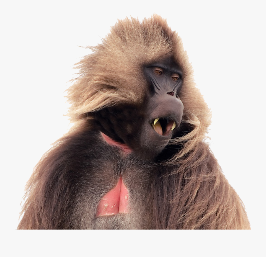 Transparent Baboon Png - Baboon Call, Transparent Clipart