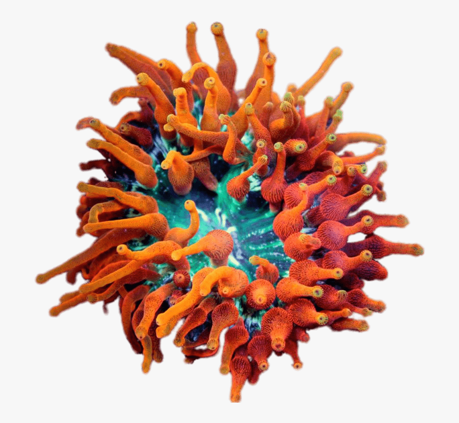 Inferno Bubble Tip Anemone - High End Anemone, Transparent Clipart