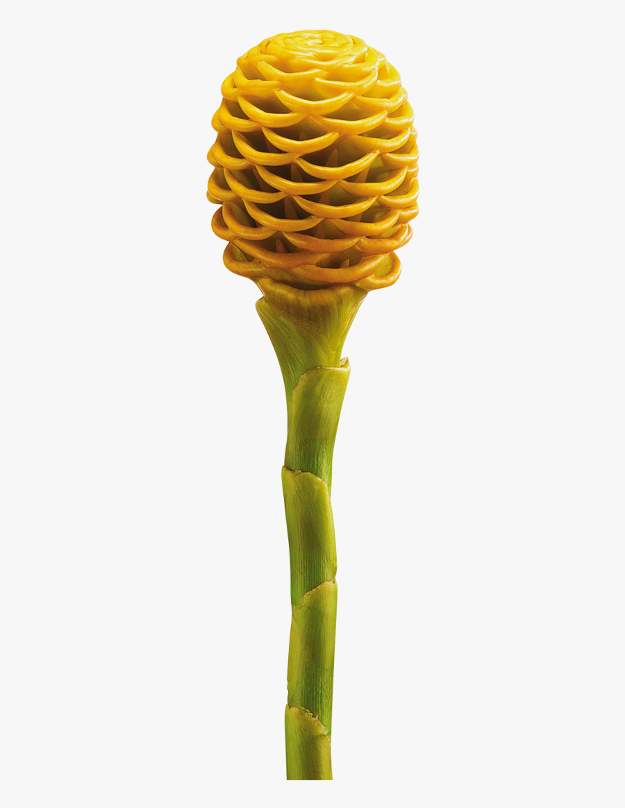 Tropical Island Flowers Png - Ginger And Heliconia Flower, Transparent Clipart