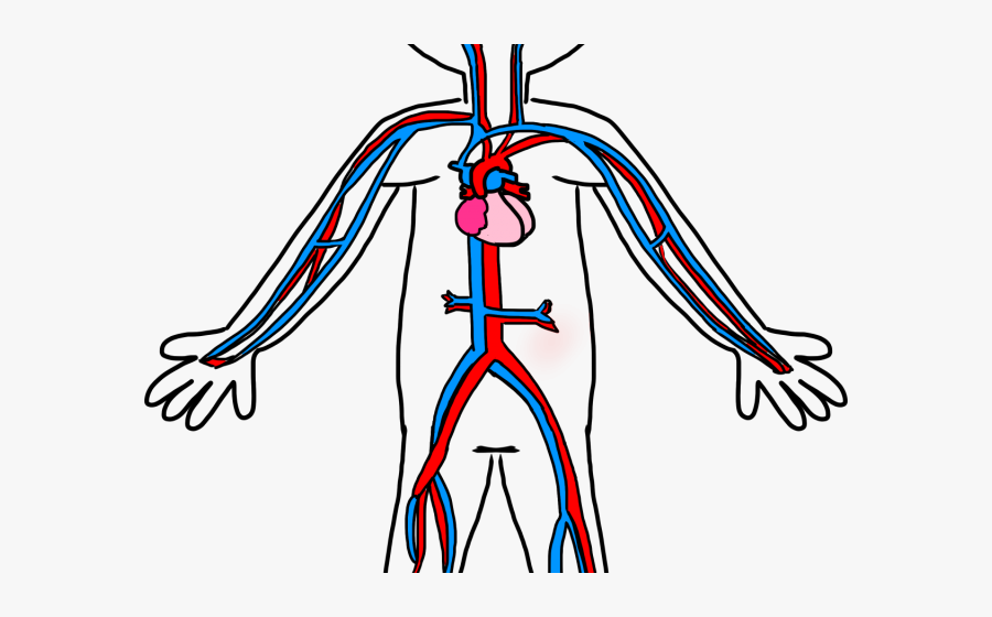 Circulatory System Simple Diagram, Transparent Clipart
