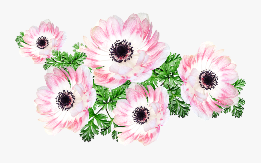 Flowers, Pink, Anemone, Cut Out, Isolated, Garden - African Daisy, Transparent Clipart