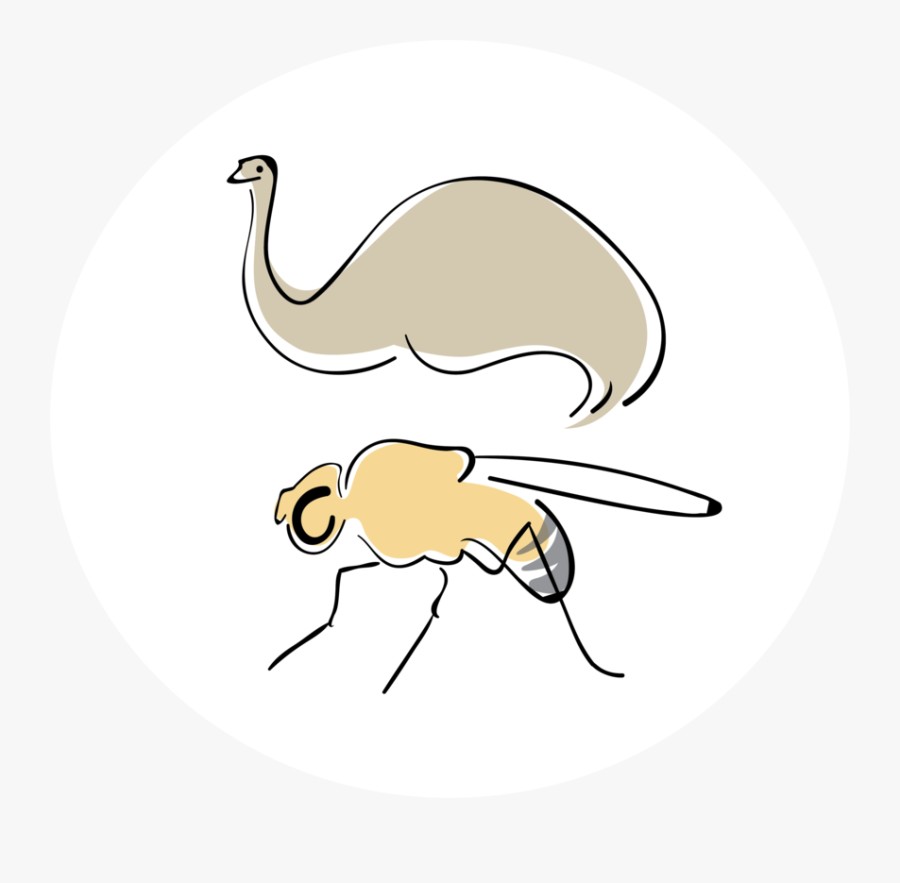 Net-winged Insects, Transparent Clipart