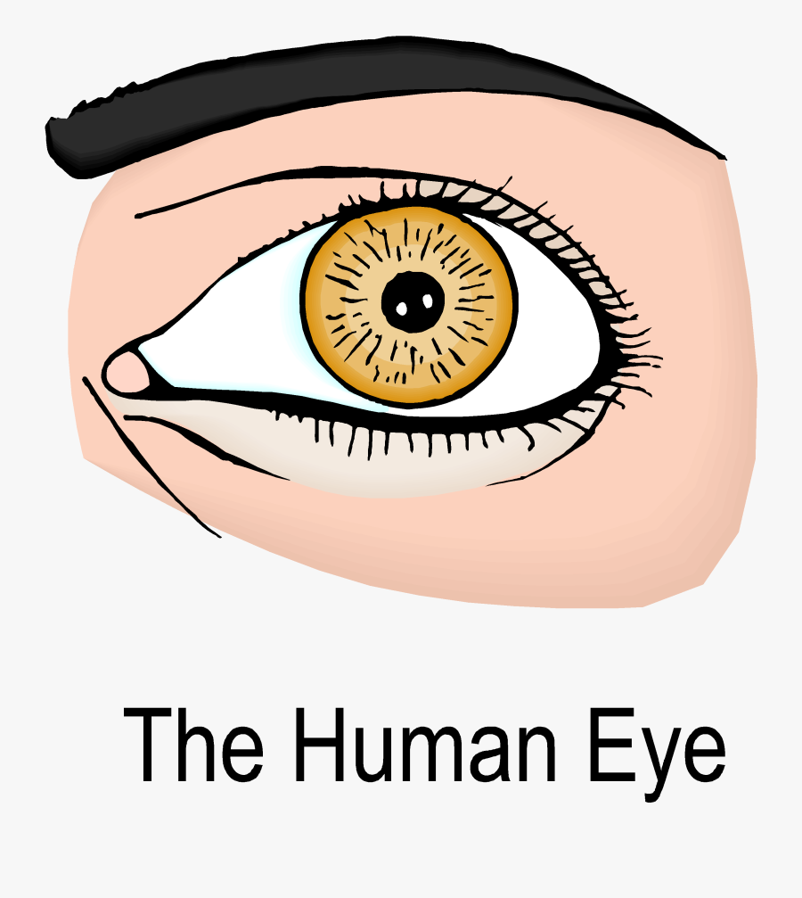 Eyes For Kids, Transparent Clipart