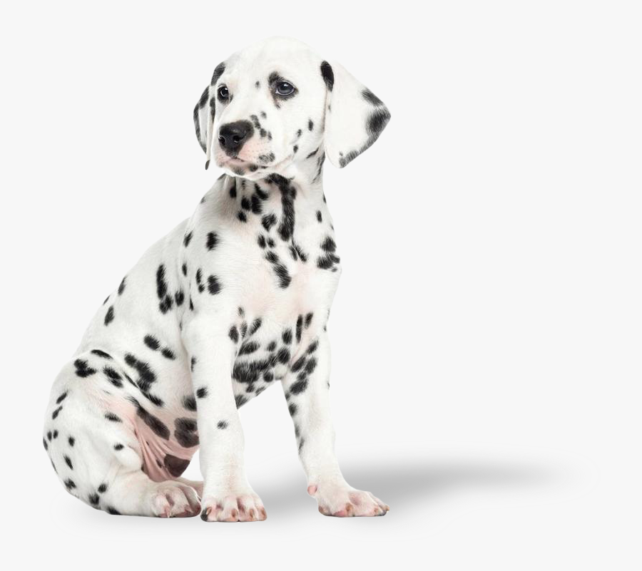 Dalmatian Puppy, Hd Png Download - Dalmatian Puppy Png, Transparent Clipart