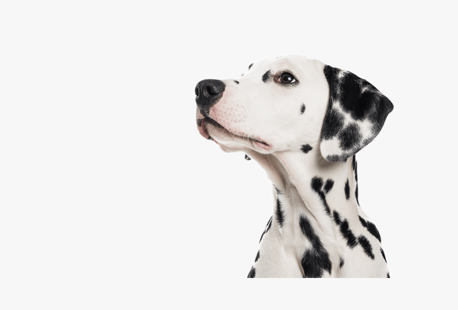Pet Boarding, Dog Training, Dalmatian, Merton - Dalmatian, Transparent Clipart