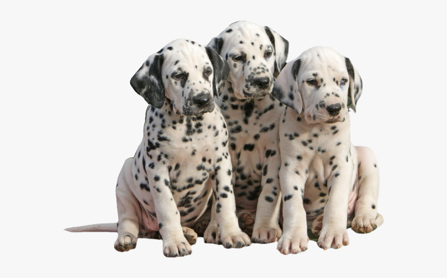 Dalmatiner Dalmatian Pups Puppys Dog - Dalmatian, Transparent Clipart