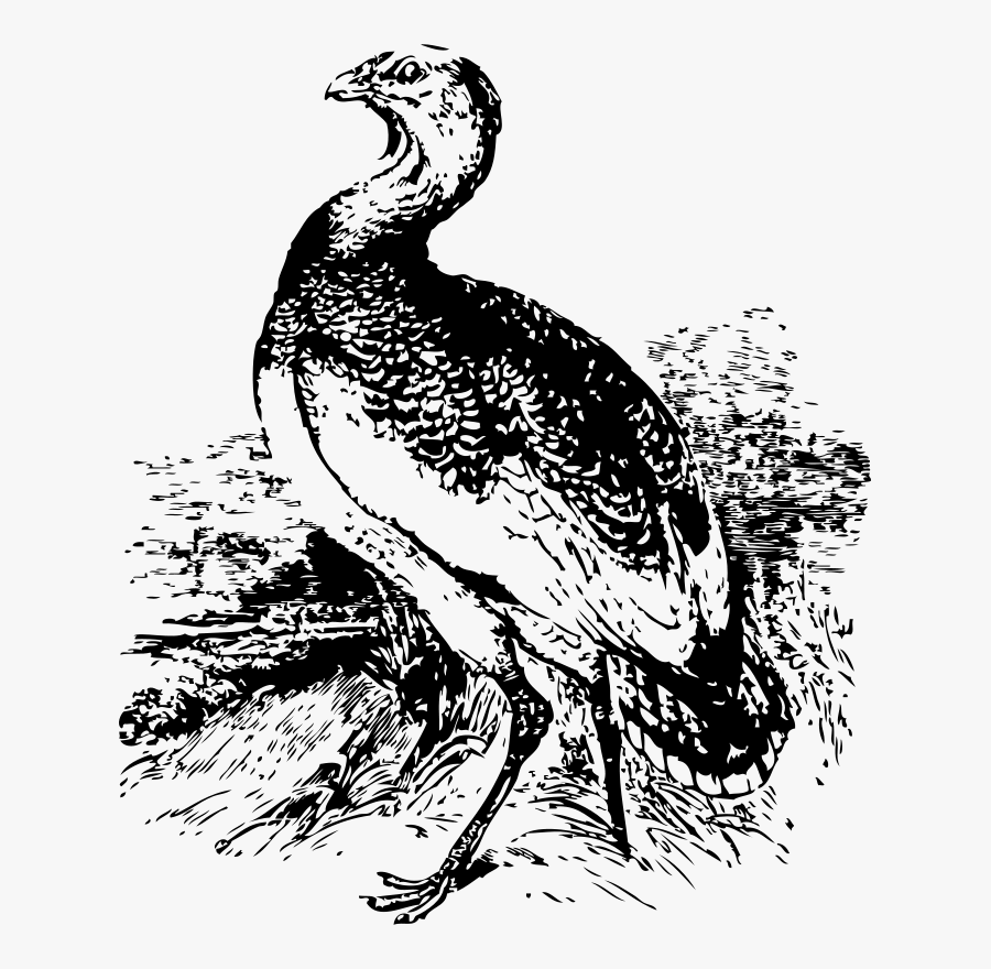 Dibujo De Pava Aliblanca, Transparent Clipart