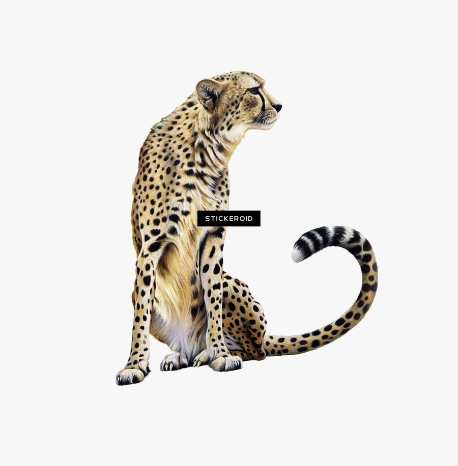 Cheetah Clipart , Png Download - Transparent Background Cheetah Clip Art, Transparent Clipart