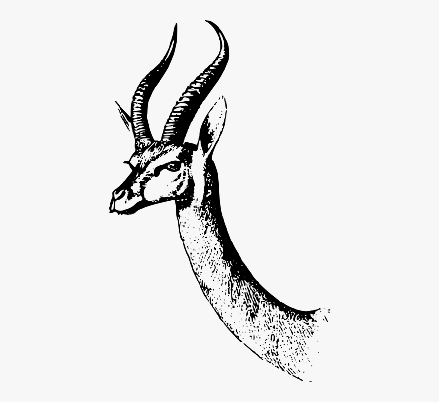 Line Art,wildlife,art - Gazelle, Transparent Clipart