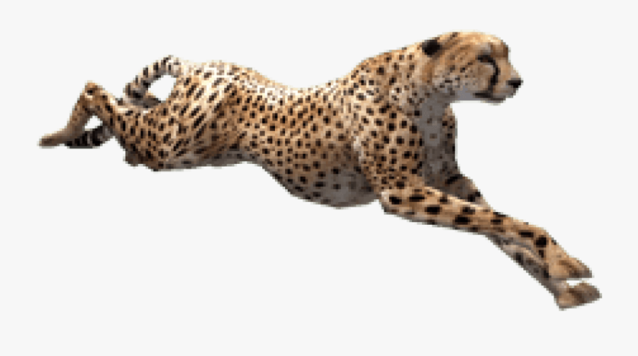 Cheetah Zoo Tycoon - Cheetah Png, Transparent Clipart