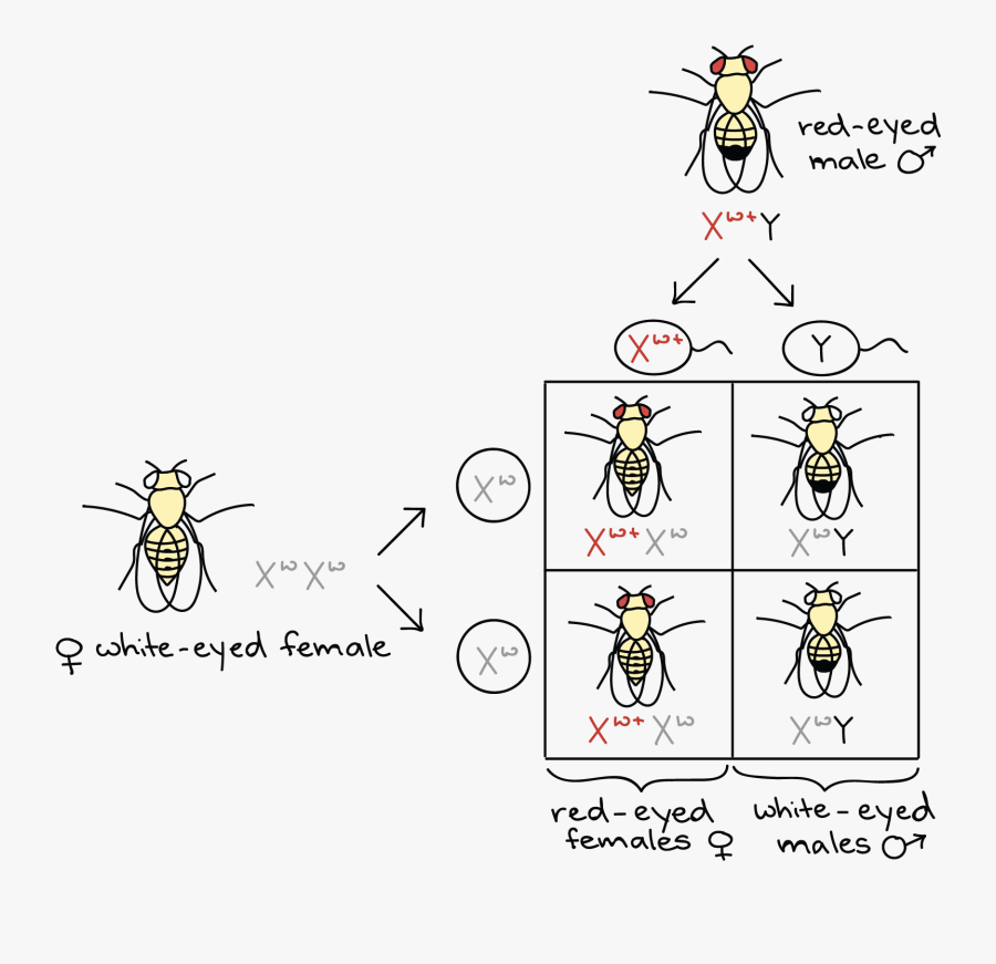 Fruit Fly Thomas Hunt Morgan, Transparent Clipart