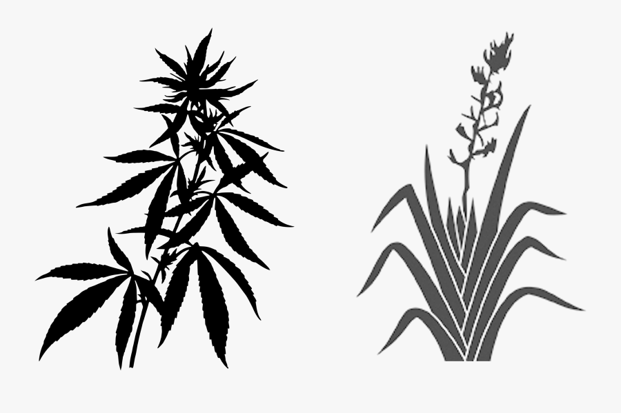 Transparent Weed Plant Png - Marijuana Plant, Transparent Clipart